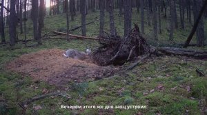 РУСАК В ГОСТЯХ У ЛИСЫ