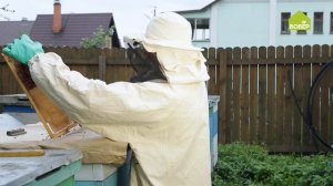 ВСЁ ДЛЯ ПЧЕЛОВОДА. Как правильно заготовить прополис