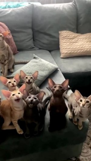 Заставка для видео Много котят № 573