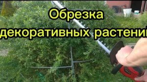 ландшафтный дизайн. обрезка можжевельника. обрезка туи. декоративная обрезка туи.