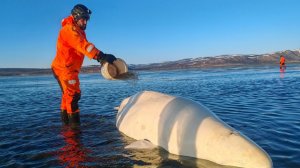 Увлеклась охотой: в Охотском море спасли застрявшую на отмели белуху