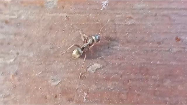 муравей 🐜