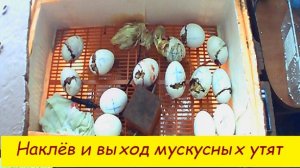 Наклёв и выход мускусных утят