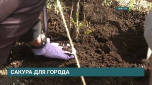 Аллея сакуры появилась в Иркутске