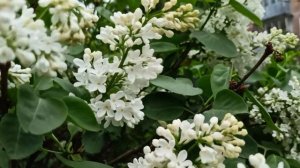 РАСЦВЕЛА БЕЛАЯ СИРЕНЬ