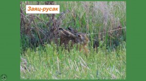 Из жизни зайца-русака