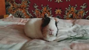 НАШИ МОРСКАЯ СВИНКА И КОШКА