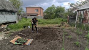 Таня пришла помогать сажать огурцы 🥒 в грунт 20.05.26