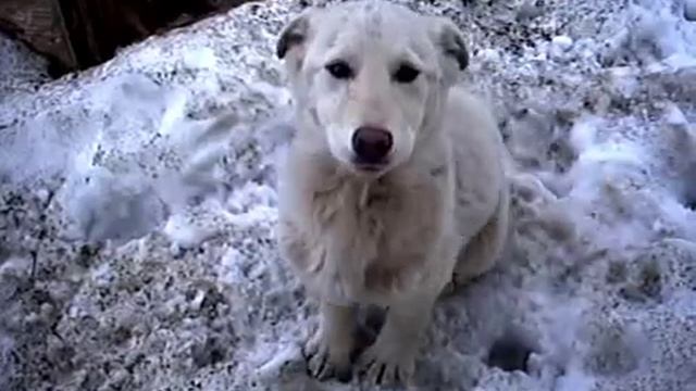 без счета Щенок Хантыйской лайки пожирает рыбу