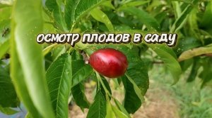 Прогулка по плодовому саду