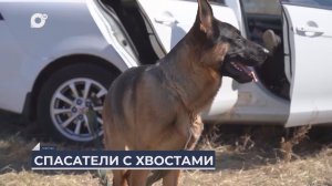 Дальний Восток на связи / Кинологи в Бурятии и фестиваль «Ненгне» в Хабаровском крае