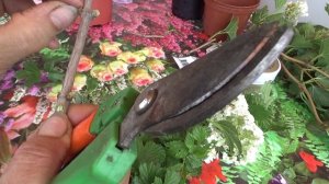 2480.  Калина Бульдонэж,укоренение черенком.