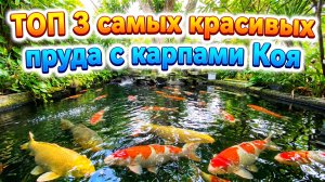 Топ-3 самых красивых пруда для разведения рыбы на заднем дворе.