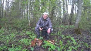 СМОРЧКИ ИЛИ СТРОЧКИ, ПОКАЗЫВАЮ КАК ОТЛИЧИТЬ. СБОР ГРИБОВ.