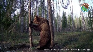 06.05.2026.Медведь.Заповедник Большая Кокшага.Косолапый самец пол дня проводит время у дерева