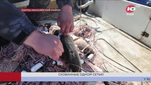 Как браконьеры, расставляя сети в нерест, сами попадают в них