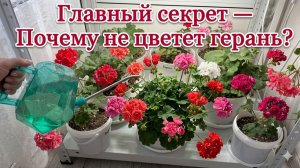 Мало кто знает этот секрет - Почему не цветет Герань?