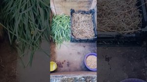оборудовали квочке помещение для насижывания яиц