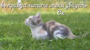 Это я❀ܓ(｡◠ ꇴ ◠｡ )