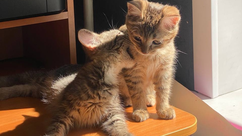 Котяткины будни. Резвятся. Играют. Провожают на работу.