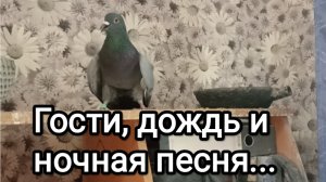 21-05-2026. Гости, дождь и ночная песня птички.