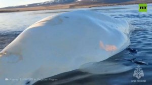 عملية إنقاذ حوت أبيض عالق في بحر أوخوتسك بأقصى شرق روسيا