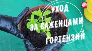 УХОД ЗА САЖЕНЦАМИ ГОРТЕНЗИЙ