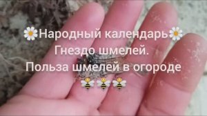 Польза шмелей: в 2 раза быстрее пчел работают опылителями, помогают увеличивать урожай до 50%!