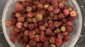 Овсяная каша с ароматными ягодами
