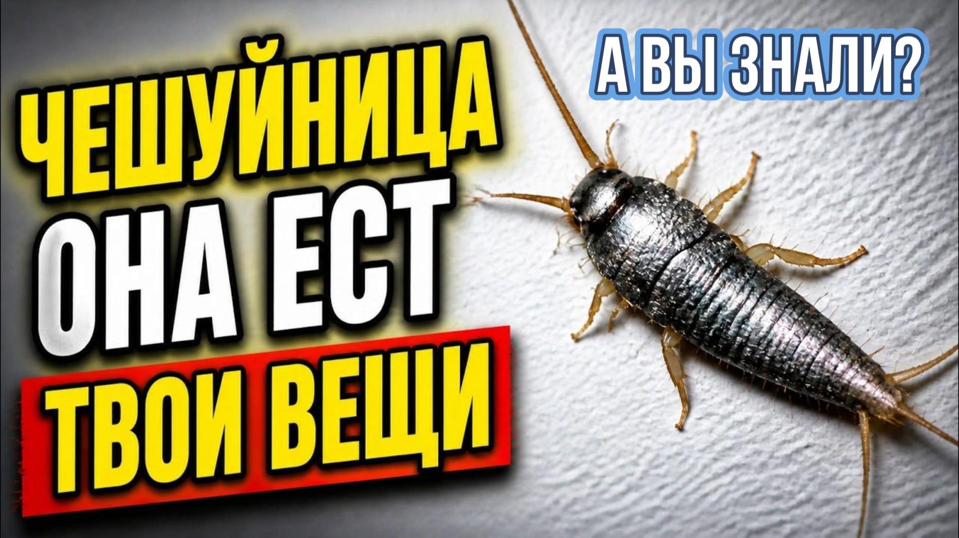 ЧЕШУЙНИЦА - Ест обои. Книги. Одежду. Твою кожу. И живёт 8 лет