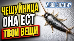 ЧЕШУЙНИЦА - Ест обои. Книги. Одежду. Твою кожу. И живёт 8 лет