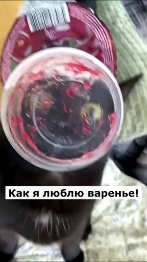 Любитель варенья. Астральные котики #котик #нежность #юмор #прикол #шутка #позитив #настроение