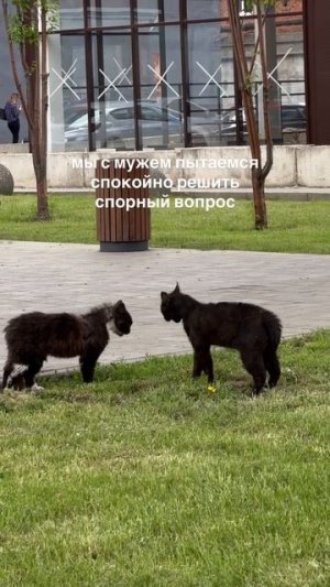 Решаем вопросики