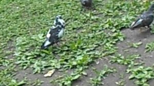Такой красавец голубь. А ни одна голубка не клюнула на его ухаживания.DSCN7751