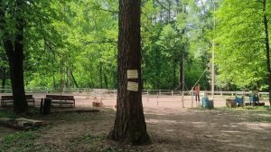 И лошади и парк в одном слились