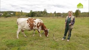 Разводите коров. Расскажем, как пасти коров. Советы фермера для всех! Важные рекомендации