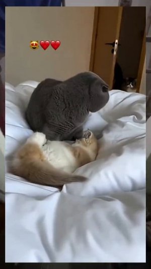 Да нормально у нас всё тут... 🐱
