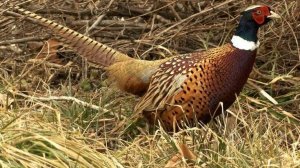 theHunter Classic - 2026-05-21 #2