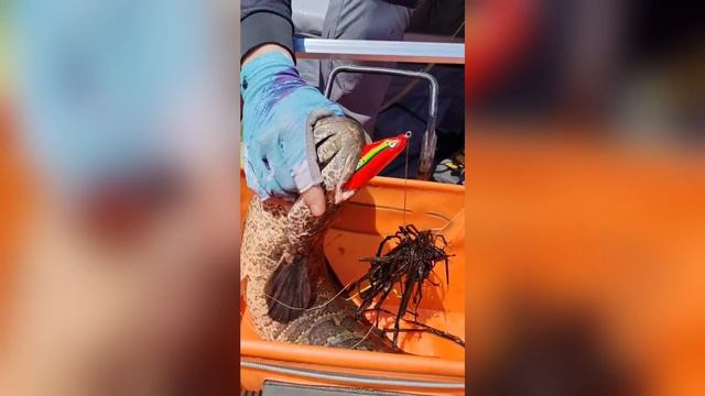 Лягушка 80 мм 28 гр № 5 от Mr. Musurok в деле по змееголову 🎣