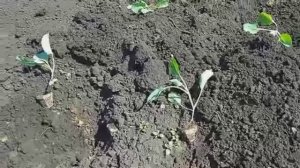 высаживаю рассаду раннеспелой капусты в открытый грунт
