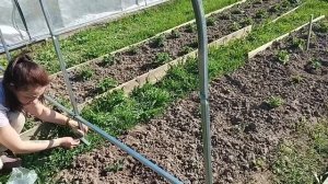 купили на Озон парничок, собираем.