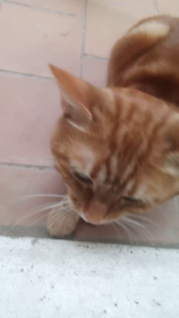 скотинка смотреть онлайн
