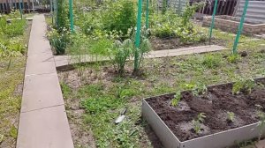 Посадила всю свою рассаду помидоров 🍅/Моя дача/Простая жизнь в провинции/Россия 🇷🇺