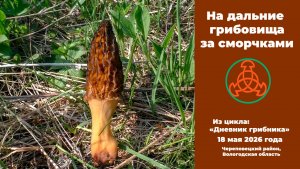 На дальние грибовища за сморчками!  «Дневник грибника» 18 мая 2026 года.