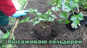 Секреты высадки корневого и черешкового сельдерея