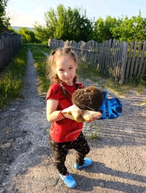 Ёж