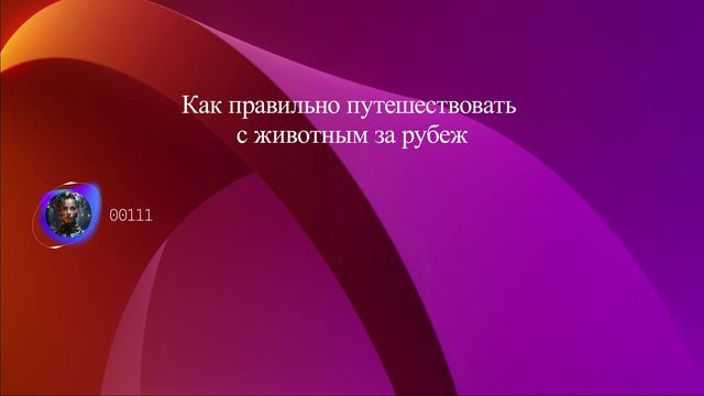Как правильно путешествовать с животным за рубеж