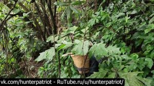 🌿 Хайлендский мальчик Лайф: сбор урожая капусты, выкапывание корней маниоки и продажа на рынке!