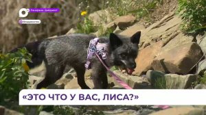 Домашний питомец лиса Милка – член семьи Еремейчук из Владивостока