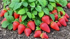 Подкормка клубники в мае: 1 ложка под куст (зола, бор, йод, нашатырь) для крупных ягод
